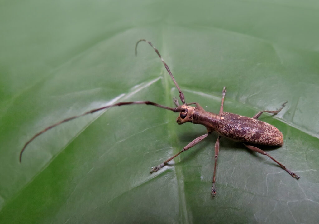 Flat-faced Longhorn Beetles (Subfamily Lamiinae)