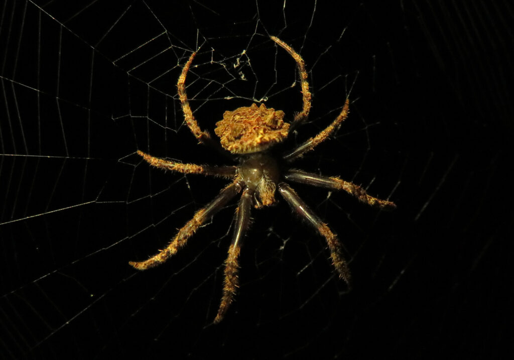 Laba-laba Ranting (Genus Poltys)