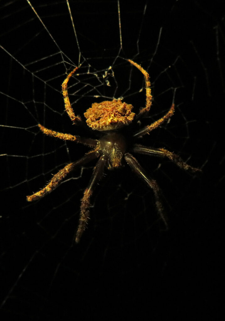 Laba-laba Ranting (Genus Poltys)