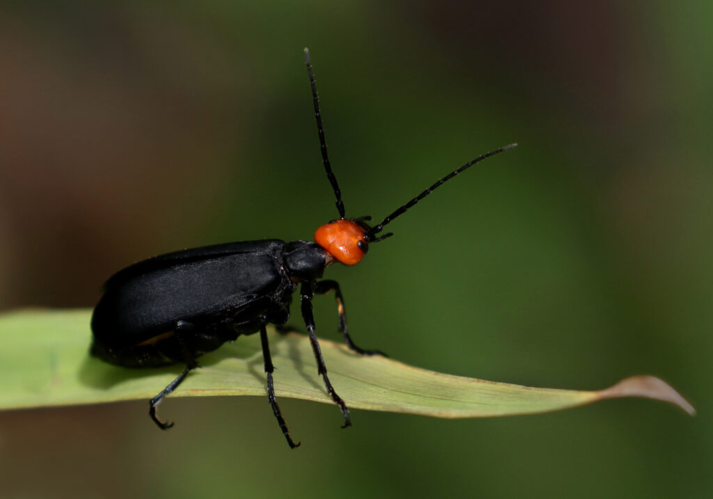 Blister Beetles (Family Meloidae)