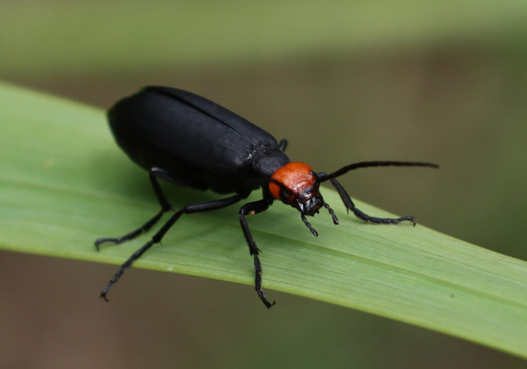 Blister Beetles (Family Meloidae)