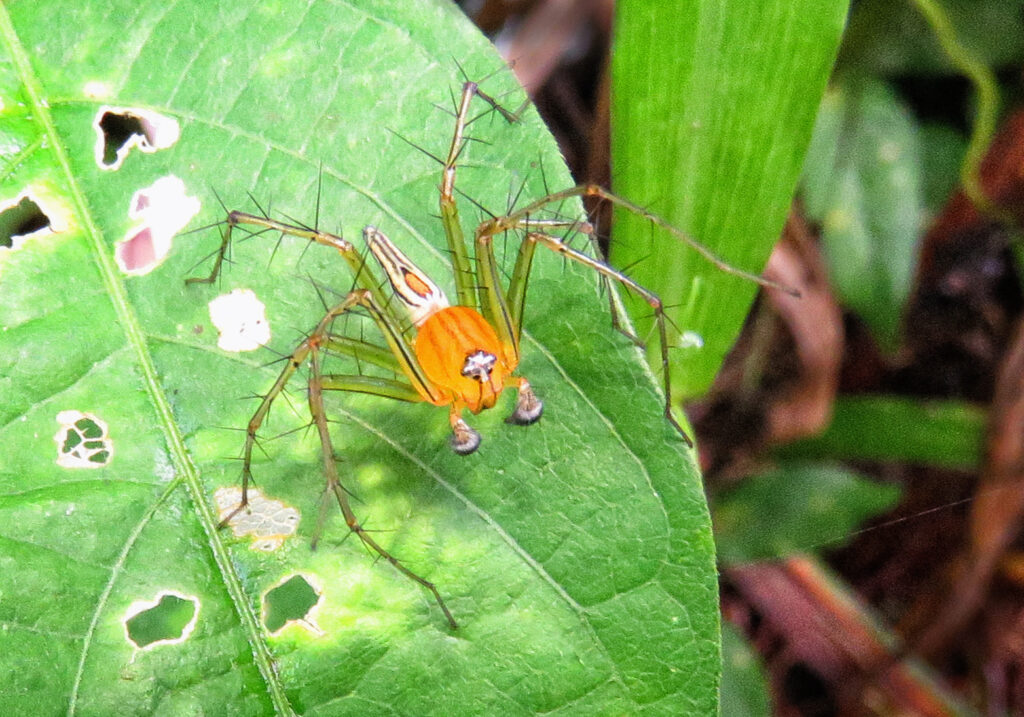 Lynx Spiders (Family Oxyopidae)