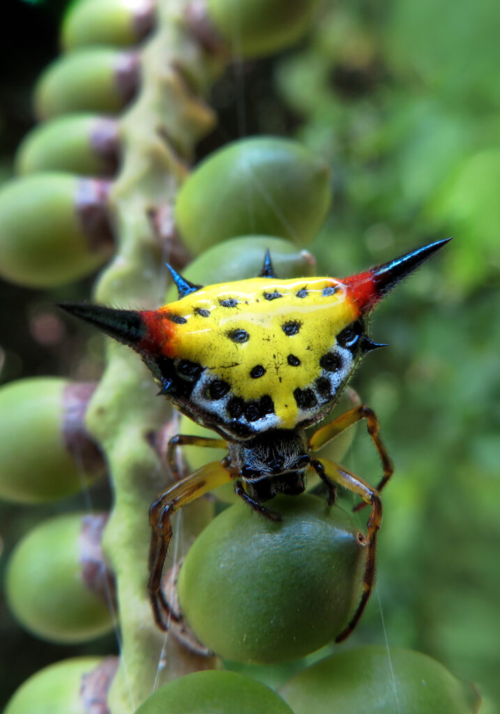 Genus Macracantha