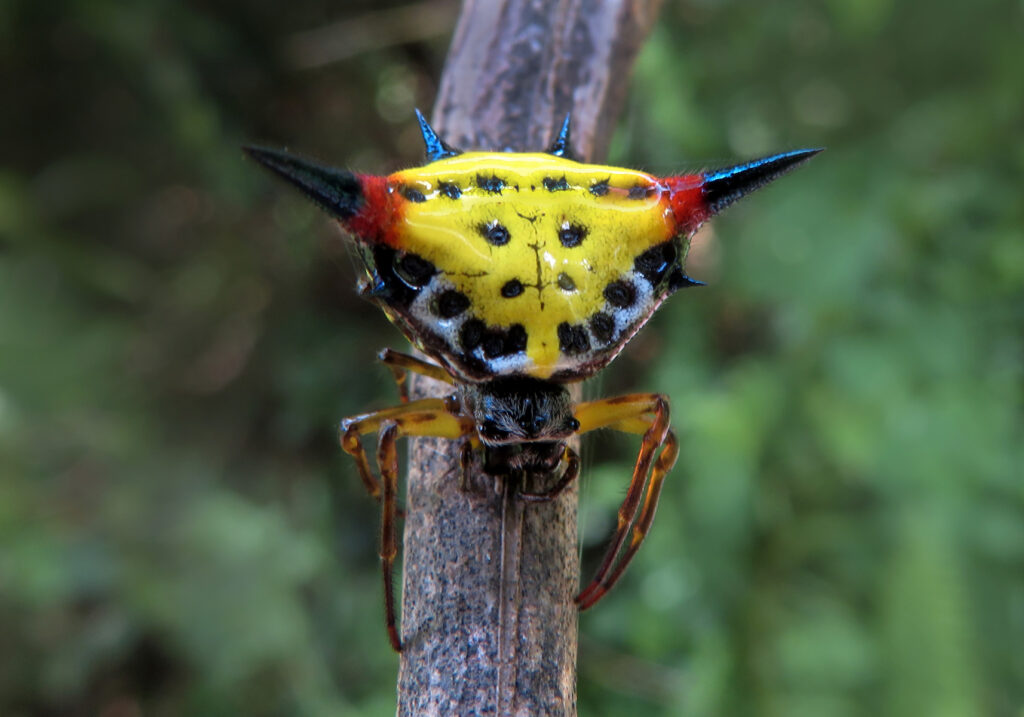 Genus Macracantha