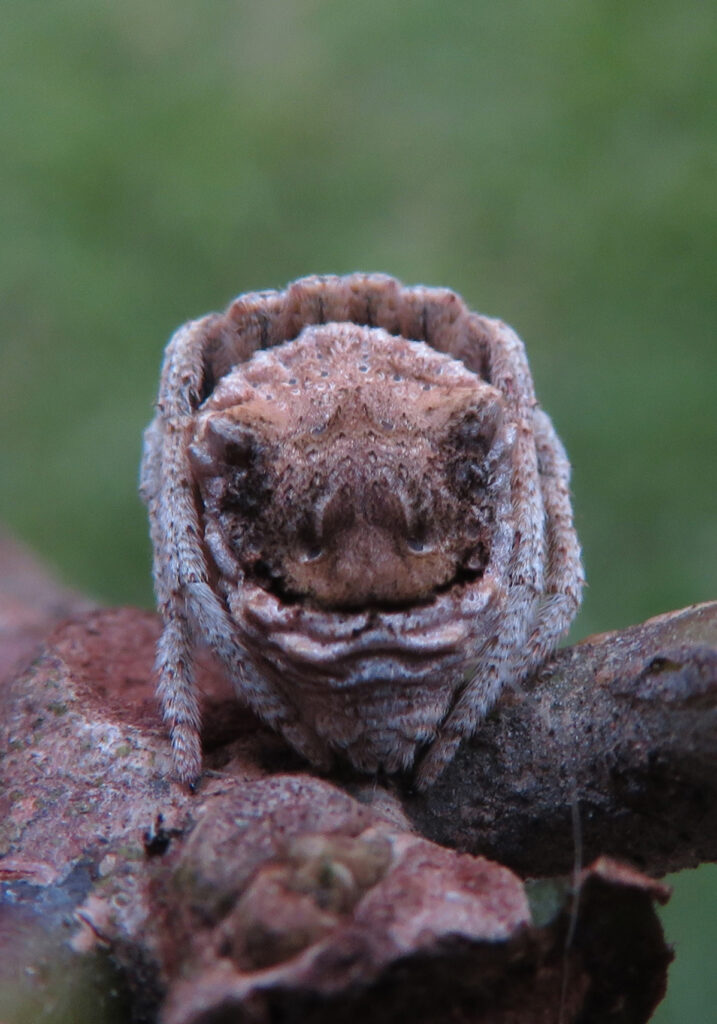 Laba-laba Ranting (Genus Poltys)