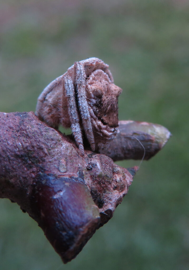 Laba-laba Ranting (Genus Poltys)