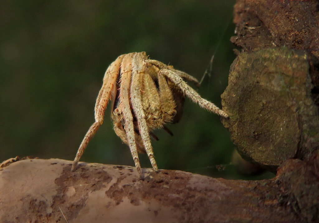 Laba-laba Ranting (Genus Poltys)