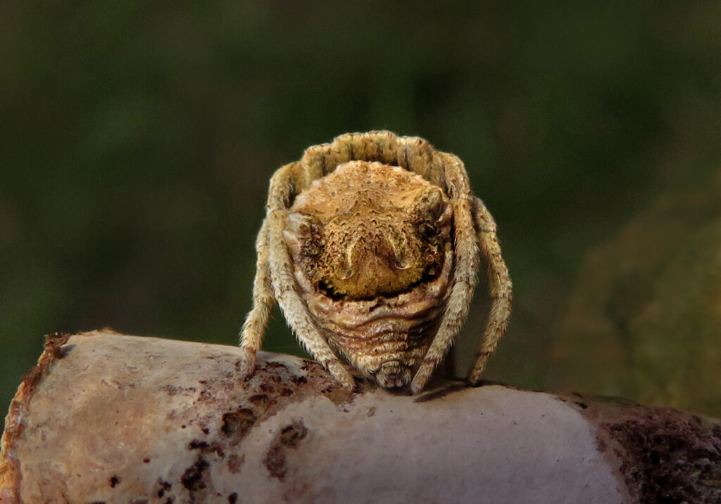 Laba-laba Ranting (Genus Poltys)