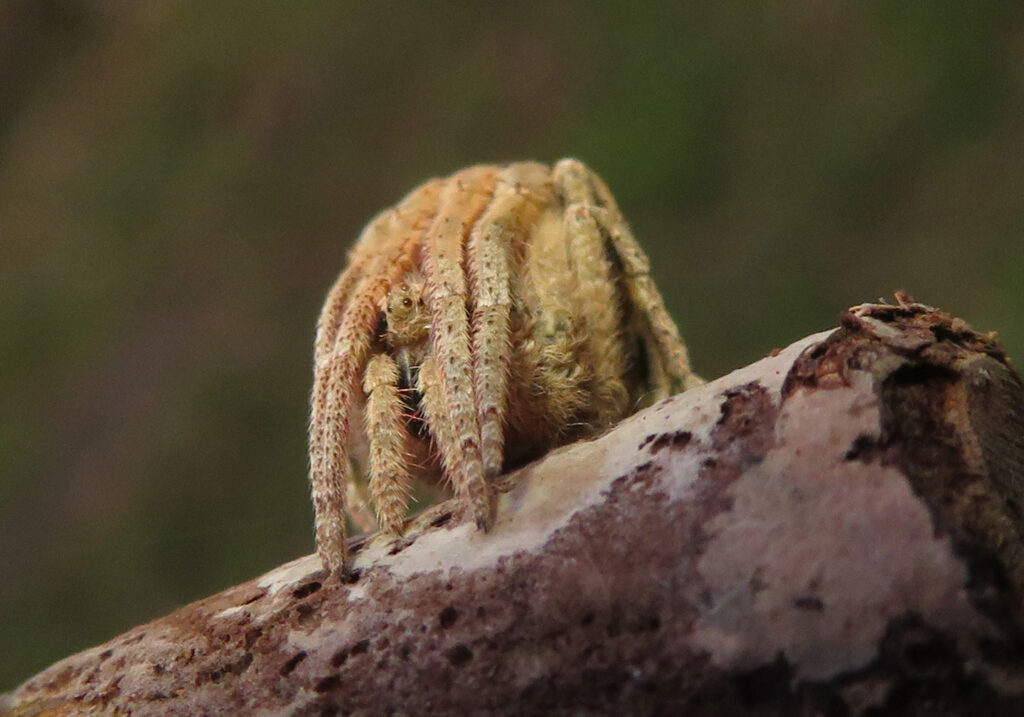 Laba-laba Ranting (Genus Poltys)