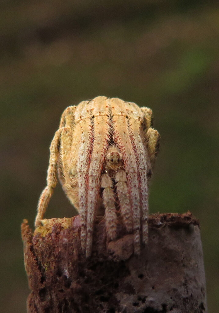 Laba-laba Ranting (Genus Poltys)