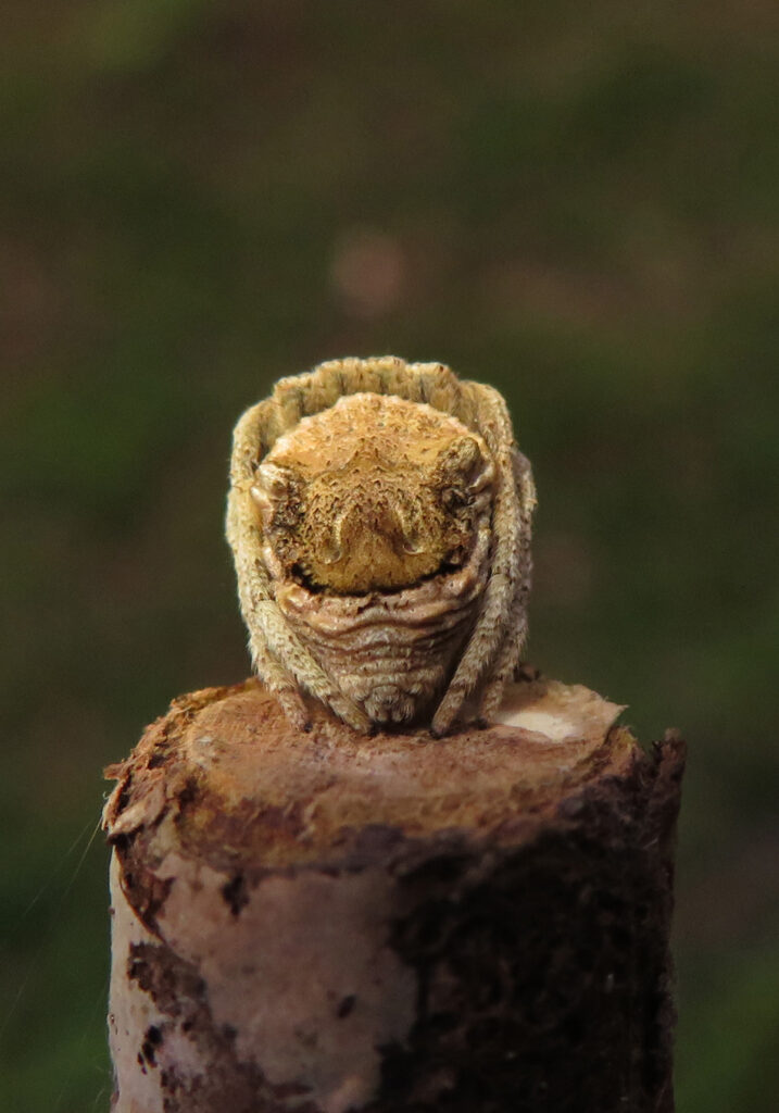 Laba-laba Ranting (Genus Poltys)