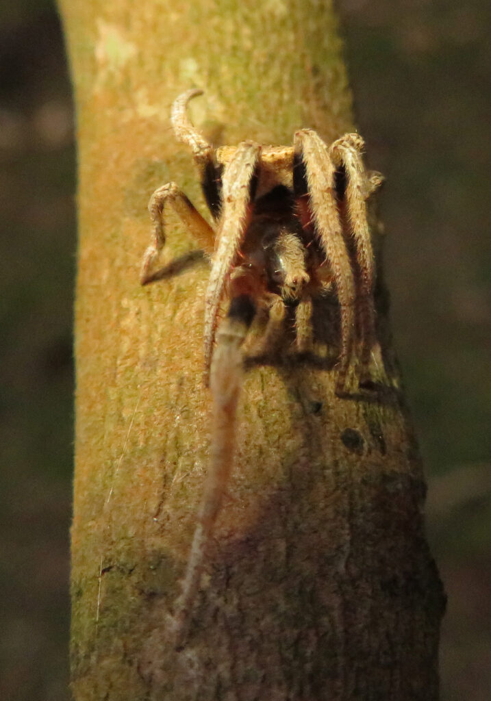 Laba-laba Ranting (Genus Poltys)