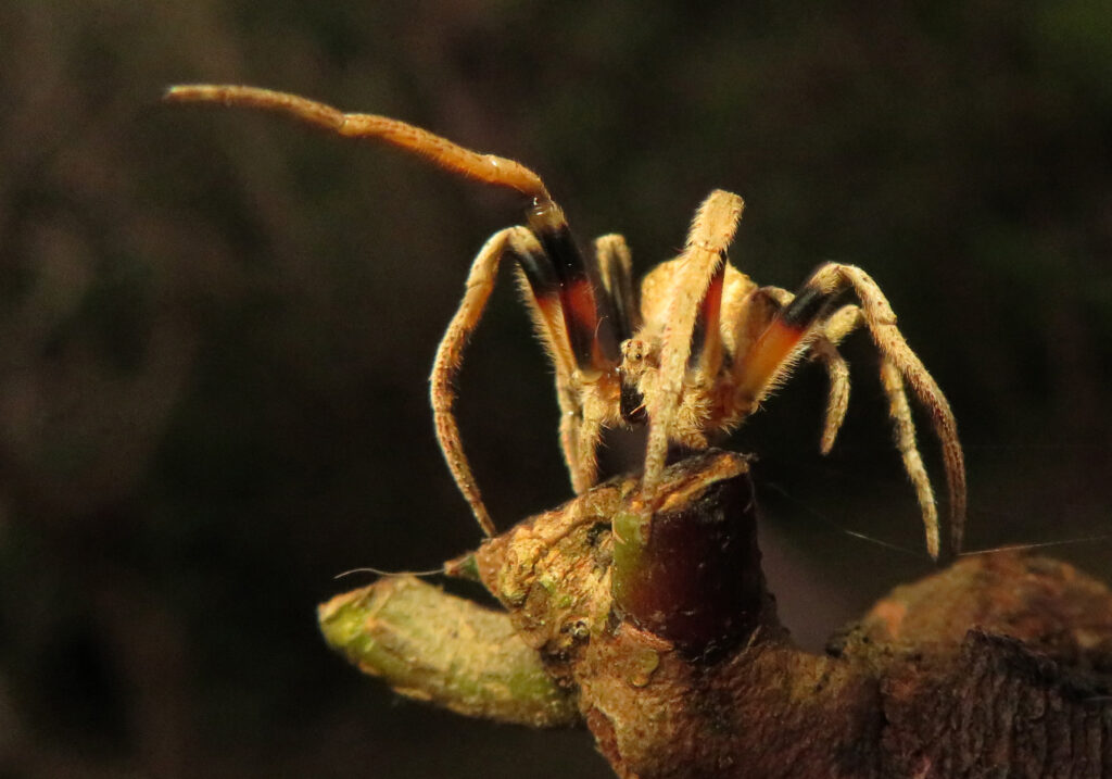 Laba-laba Ranting (Genus Poltys)