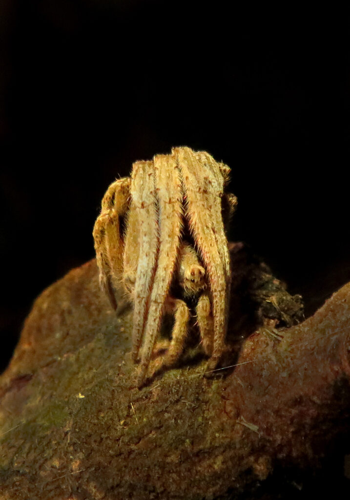 Laba-laba Ranting (Genus Poltys)