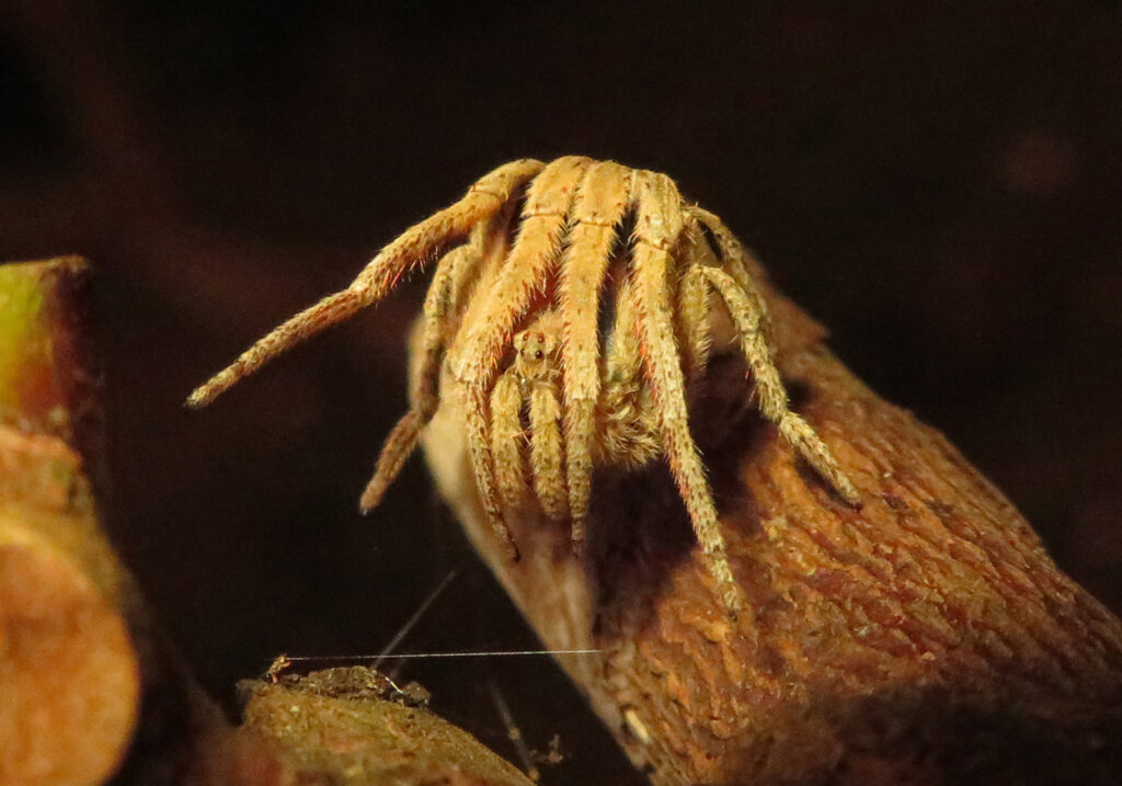 Laba-laba Ranting (Genus Poltys)