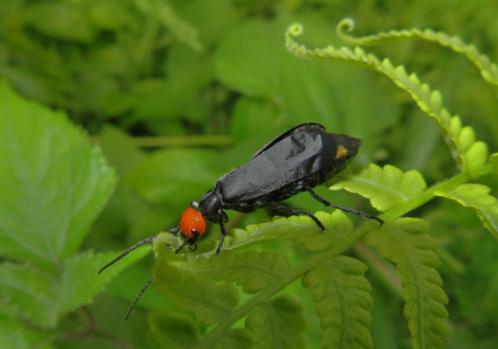 Blister Beetles (Family Meloidae)