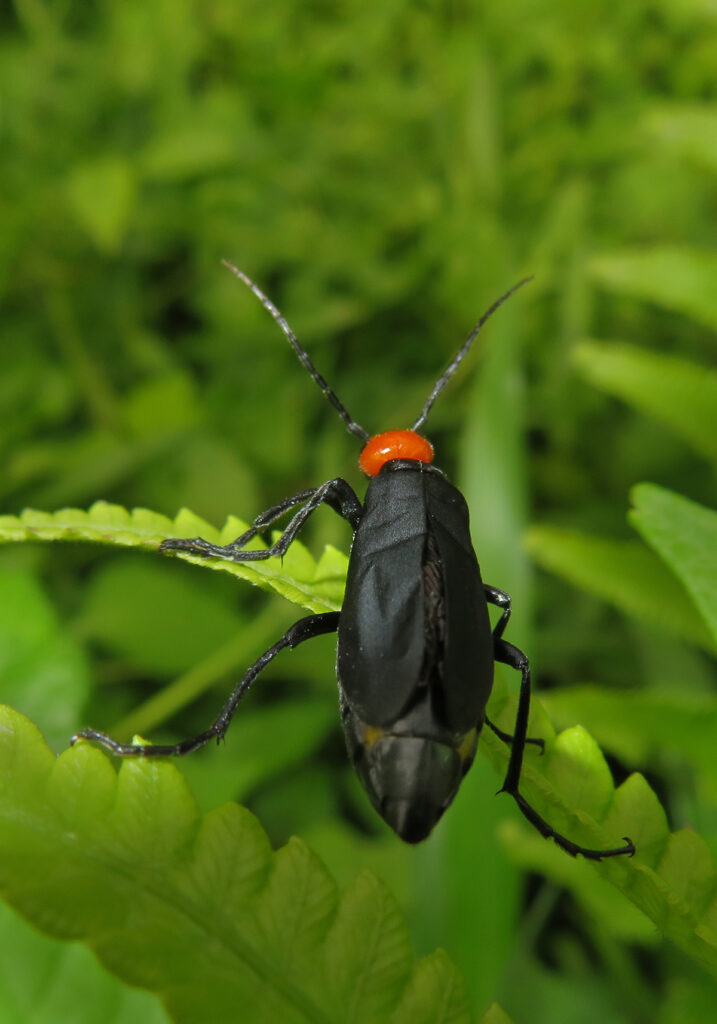 Blister Beetles (Family Meloidae)