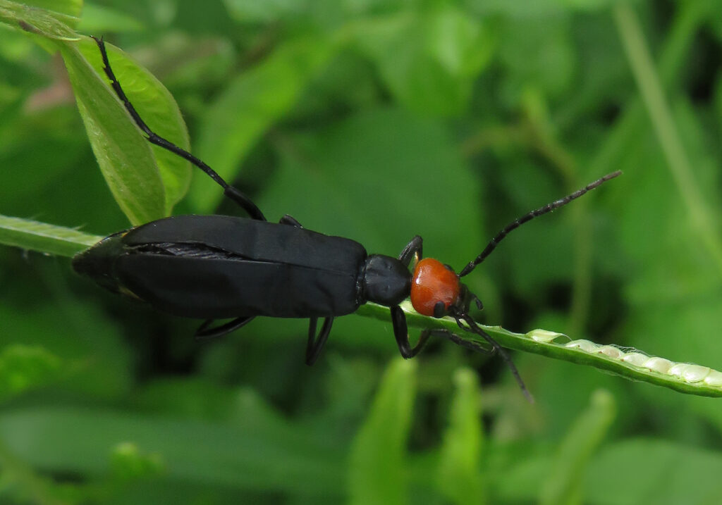 Blister Beetles (Family Meloidae)