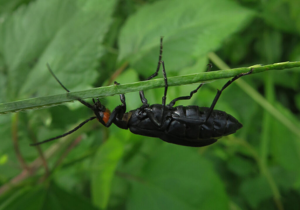 Blister Beetles (Family Meloidae)