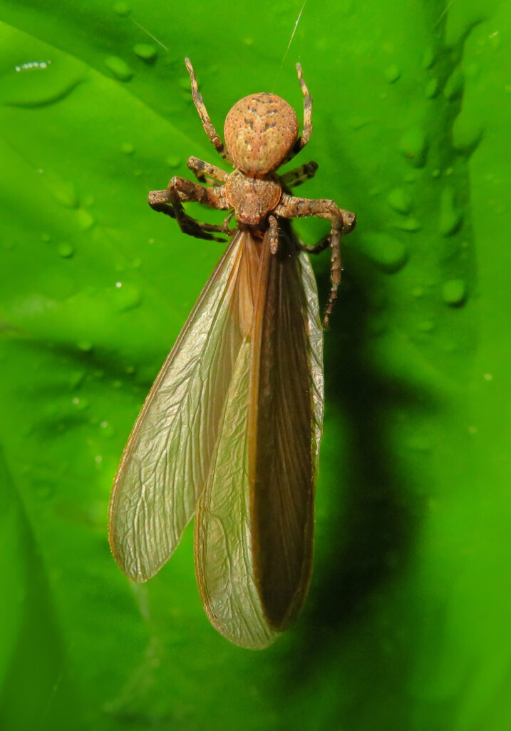 Laba-laba Kepiting (Famili Thomisidae)