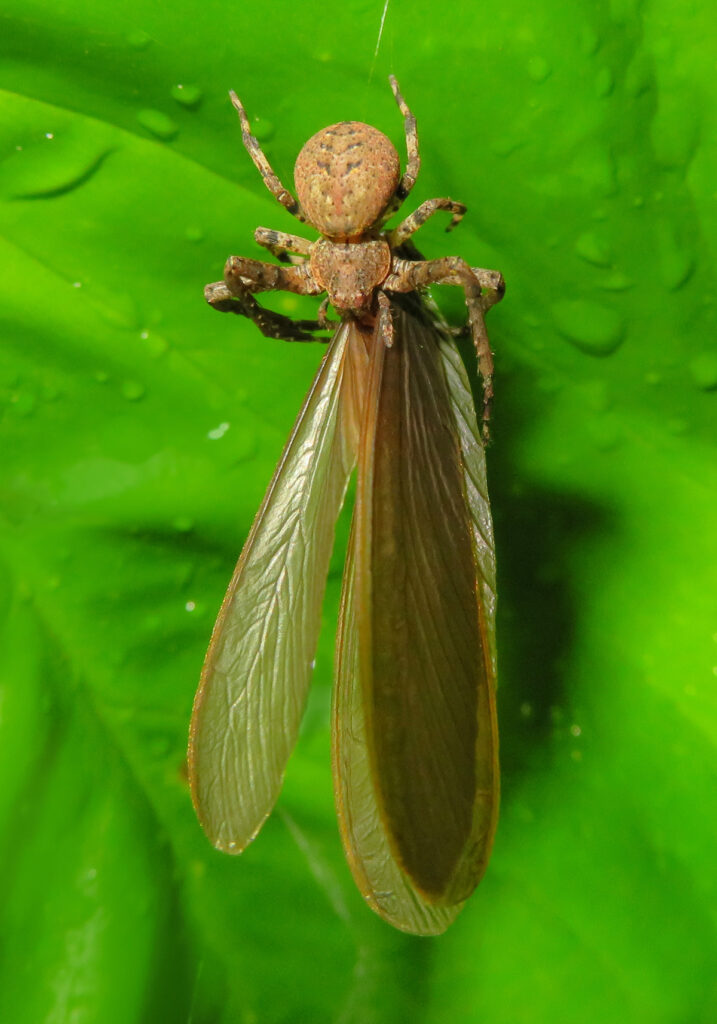 Laba-laba Kepiting (Famili Thomisidae)