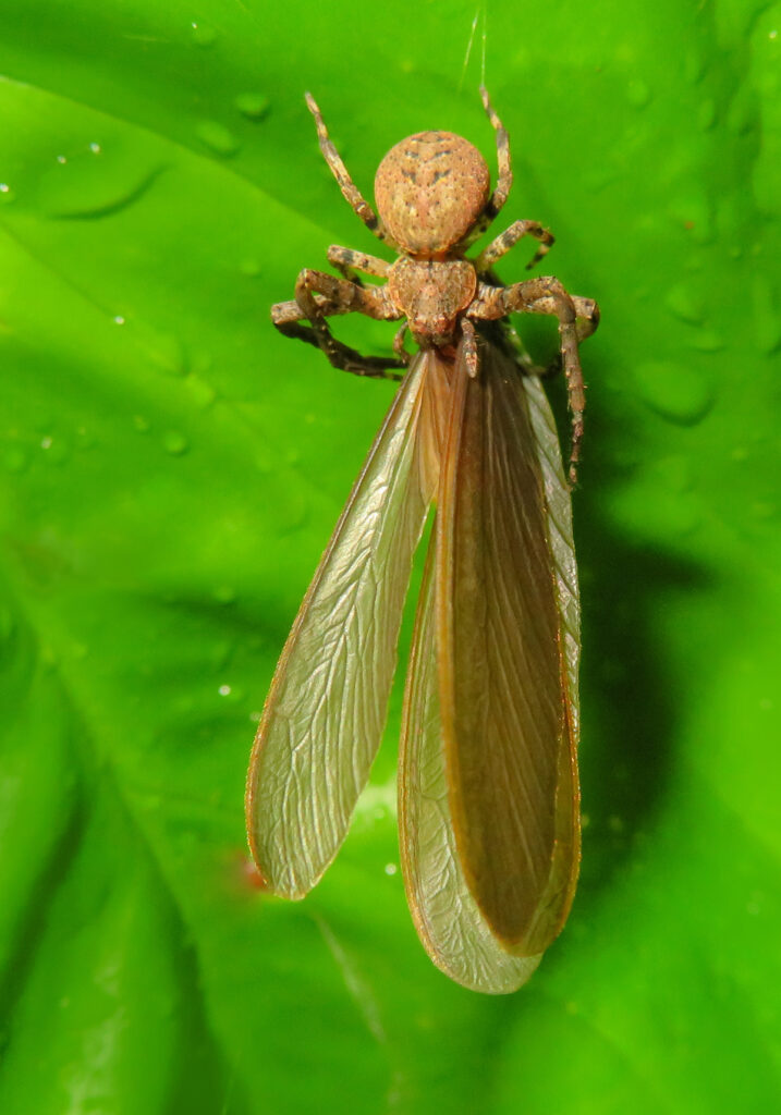Laba-laba Kepiting (Famili Thomisidae)