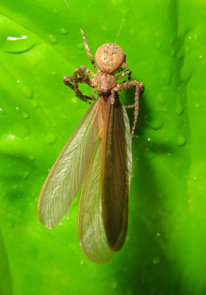 Laba-laba Kepiting (Famili Thomisidae)