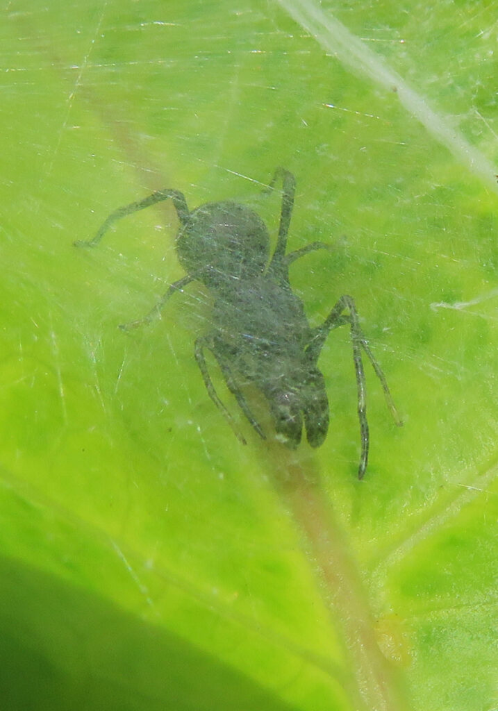 Genus Toxeus