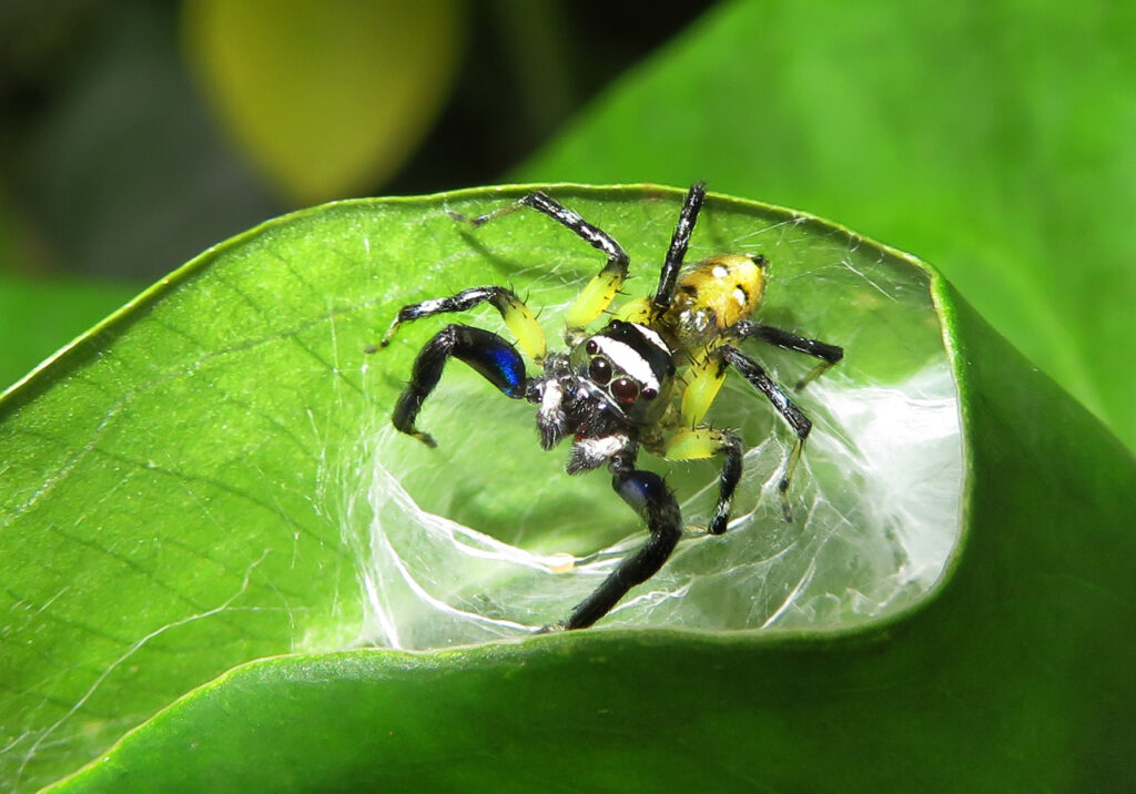 Laba-laba Pelompat Khas (Subfamili Salticinae)