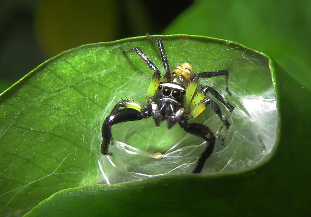 Laba-laba Pelompat Khas (Subfamili Salticinae)