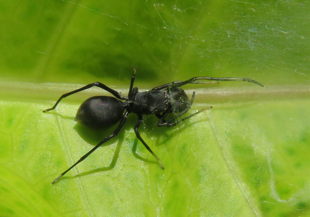 Genus Toxeus