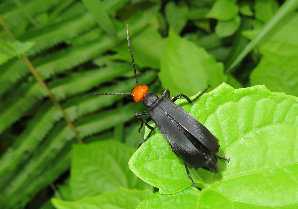 Blister Beetles (Family Meloidae)