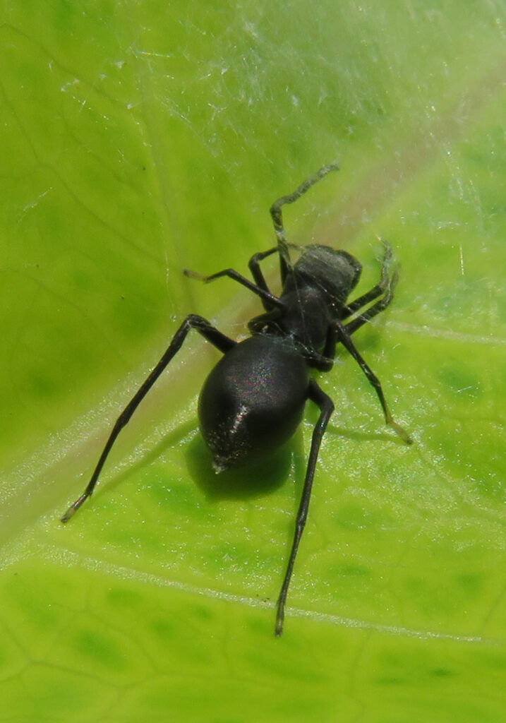 Genus Toxeus