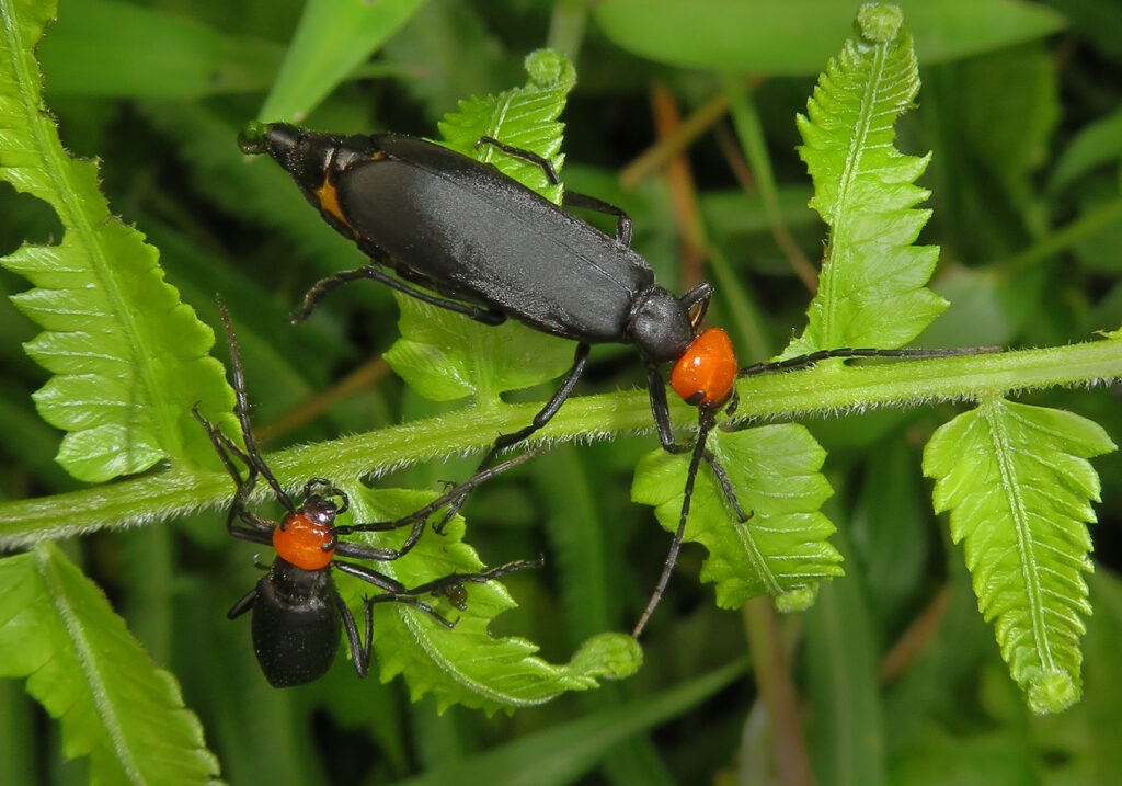 Blister Beetles