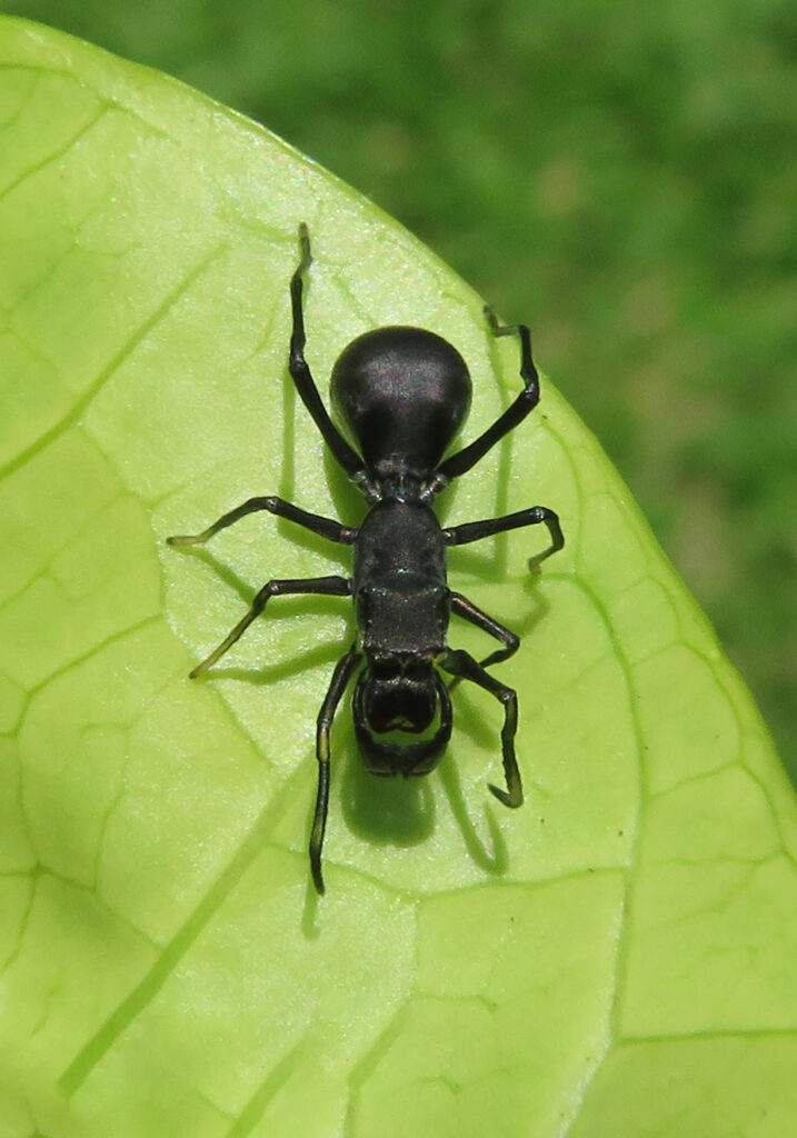 Genus Toxeus