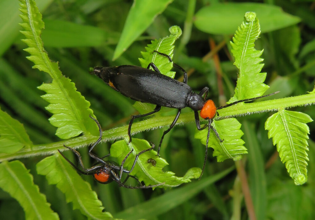 Blister Beetles