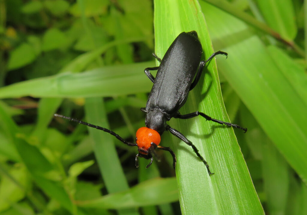 Blister Beetles