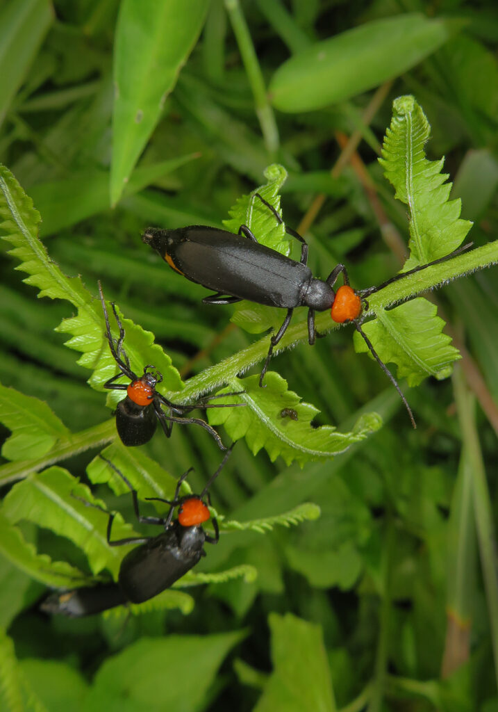 Blister Beetles