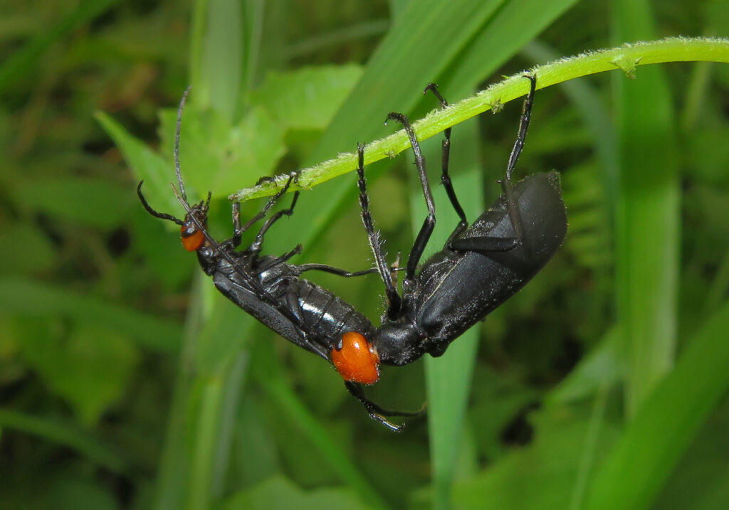 Blister Beetles (Family Meloidae)