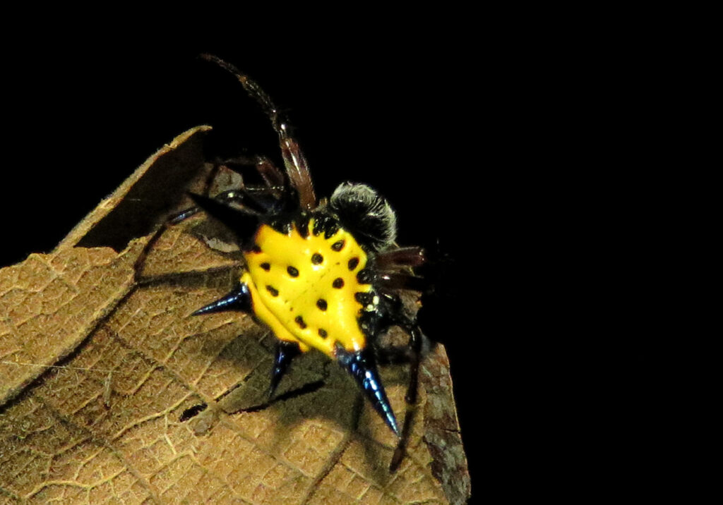 Hasselt's Spiny Spider