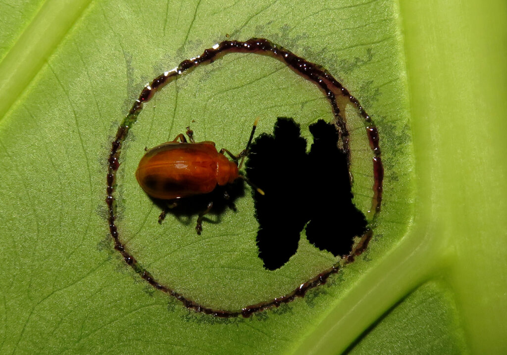 Leaf Beetles (Family Chrysomelidae)
