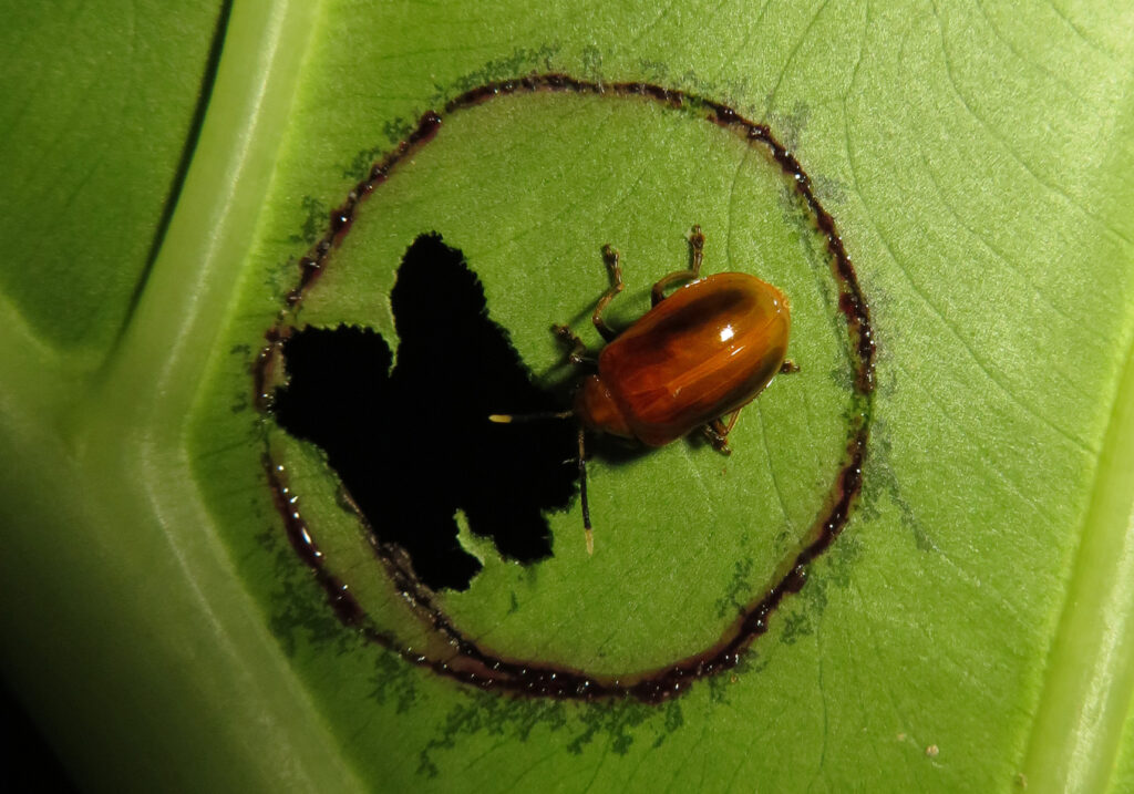 Leaf Beetles (Family Chrysomelidae)