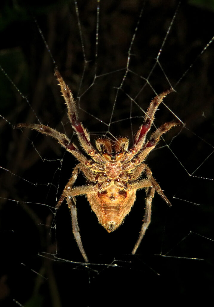 Laba-laba Ranting (Genus Poltys)