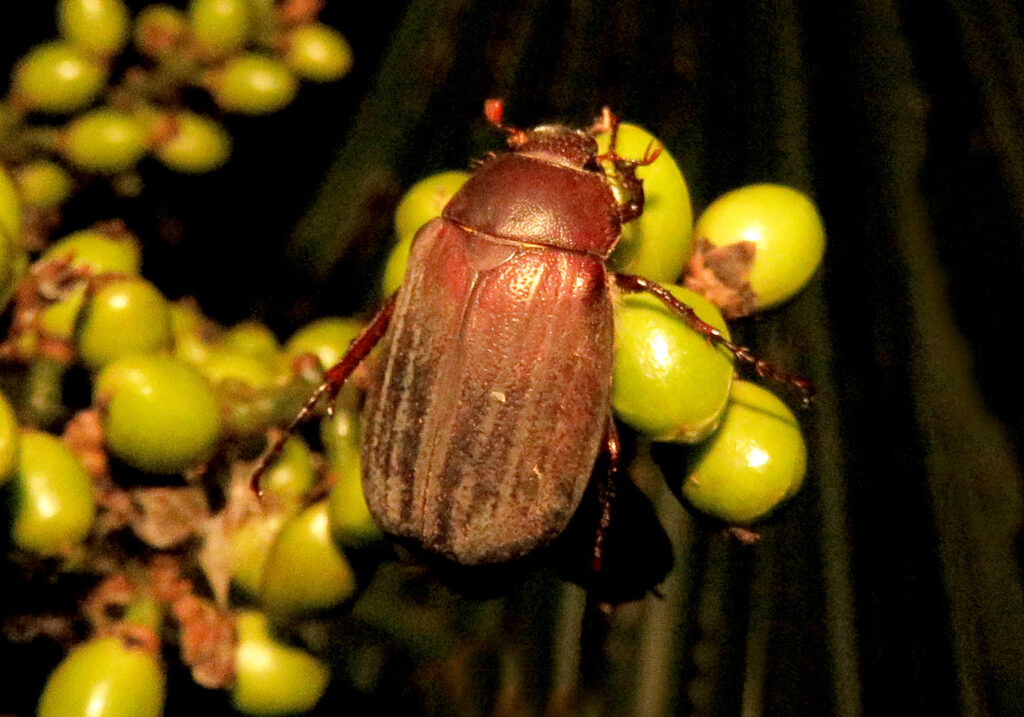 Scarabs (Family Scarabaeidae)