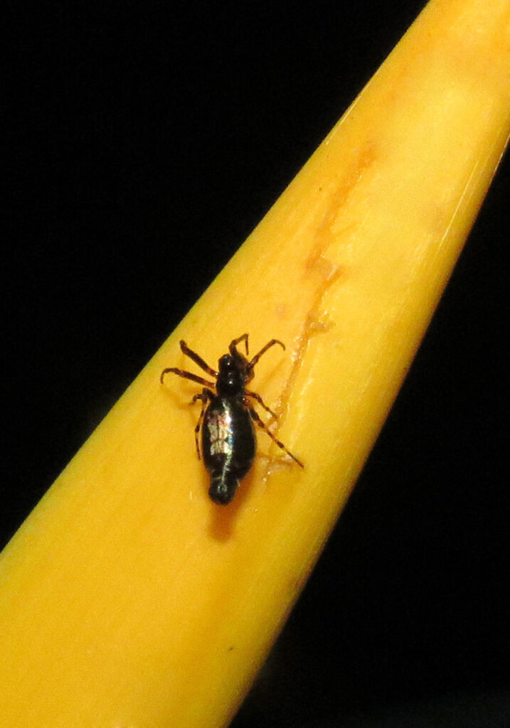 Trashline Orbweavers