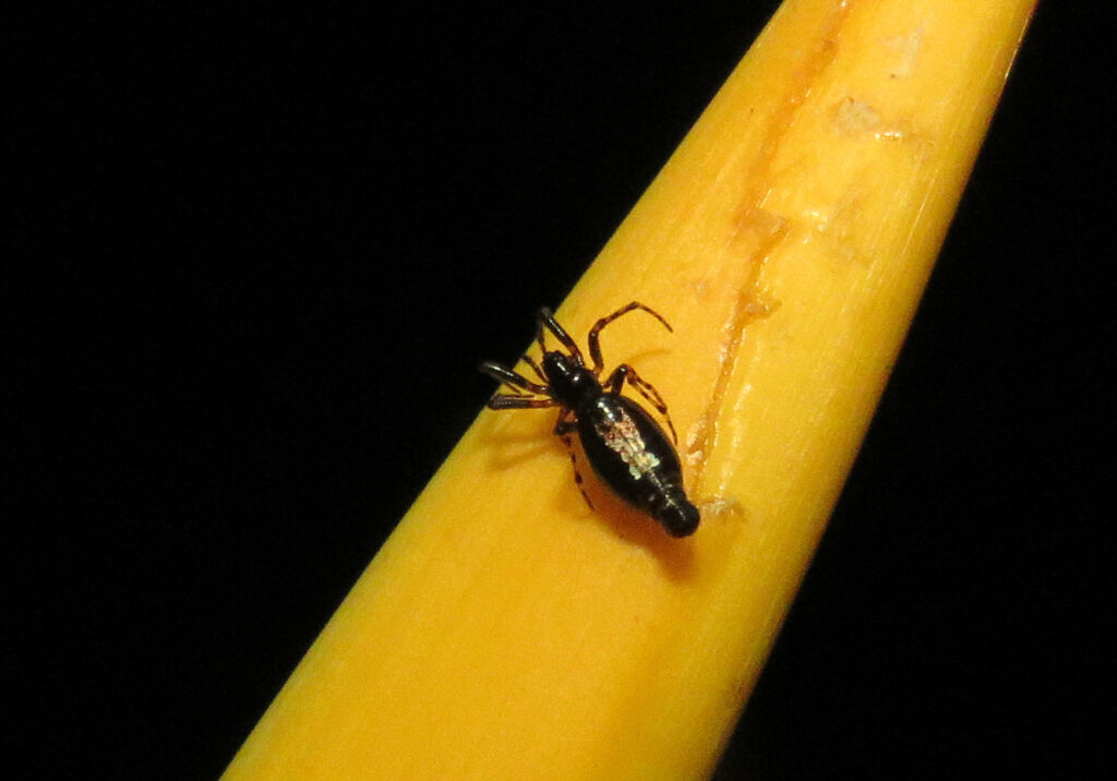 Trashline Orbweavers