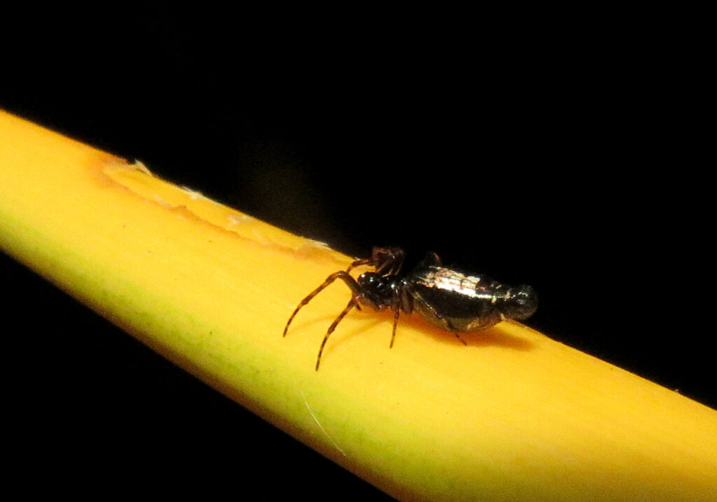 Trashline Orbweavers