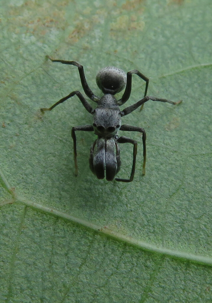 Genus Toxeus