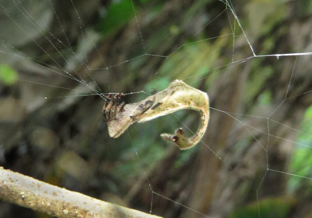 Laba-laba Berekor Kalajengking (Genus Arachnura)
