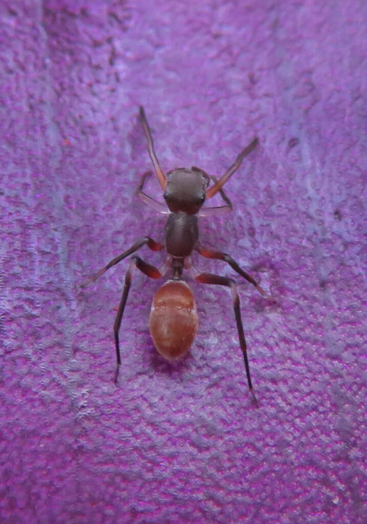 Laba-laba Peniru Semut (Genus Myrmarachne)